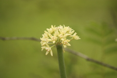 Sarcostemma intermedium